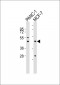 Cathepsin D HC Antibody